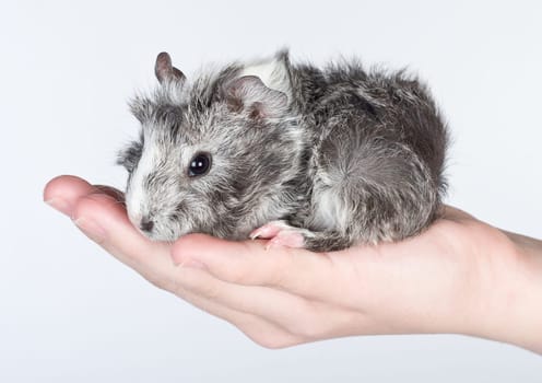 Guinea pig cub
