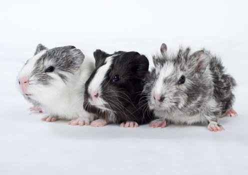 Guinea pig cub