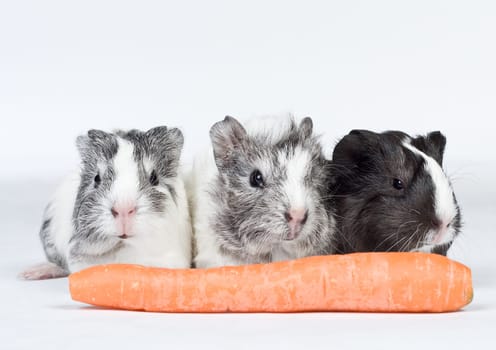 Guinea pig cub