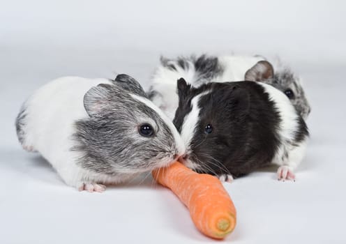 Guinea pig cub