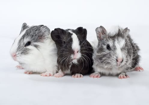 Guinea pig cub