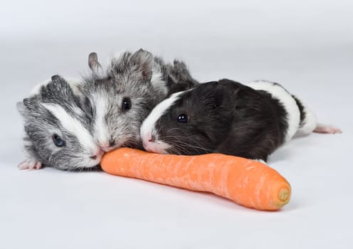 Guinea pig cub