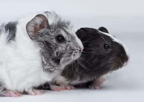Guinea pig cub
