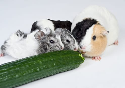 Guinea pig cub