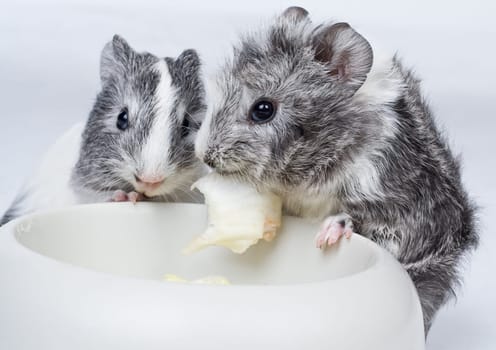 Guinea pig cub