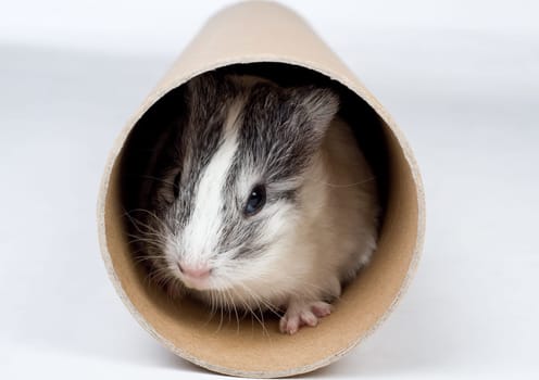 Guinea pig cub