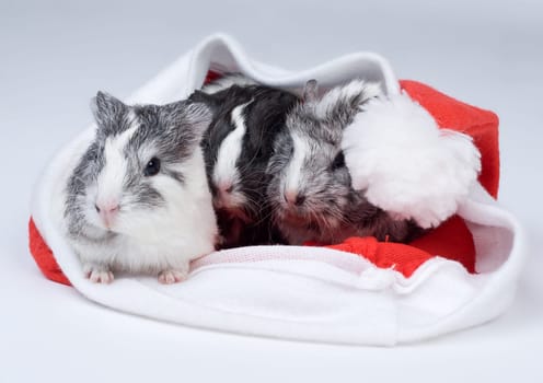 Christmassy