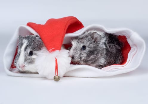 Christmassy