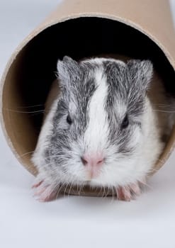 Guinea pig cub