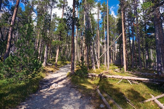 Primeval forest in the Swiss National Park