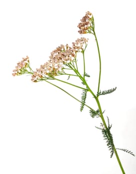 Herbs Yarrow