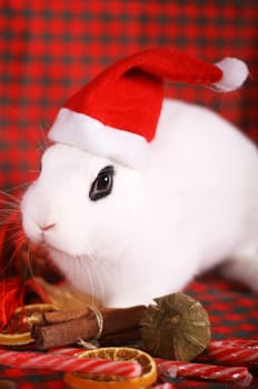 Christmas bunny wonderful...