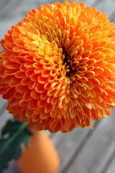 Dahlia