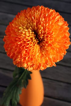 Dahlia
