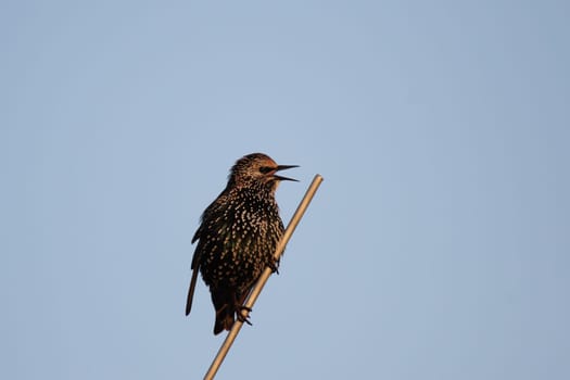 Starling (Sturnus vulgaris)