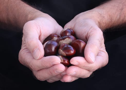 Chestnuts