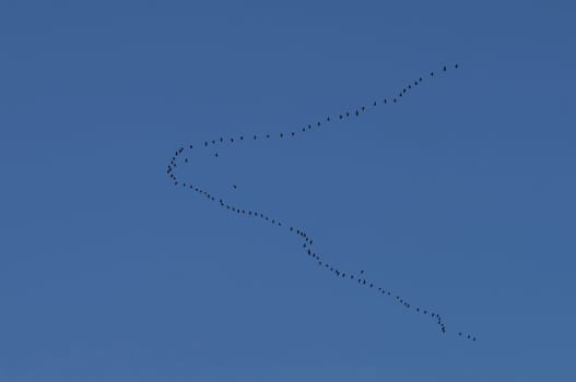 Greylag Goose,Migratory Bird,Formation