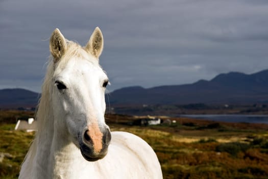 Semi-wild horses in the Connemora,an area on the west coast of Ireland.