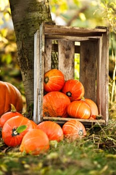Gourds