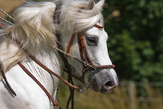 Portrait Carmargue Horse