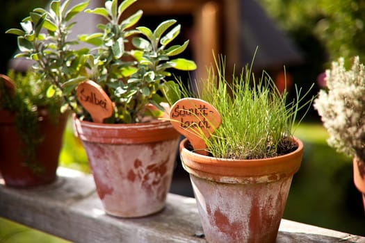 Herb pot