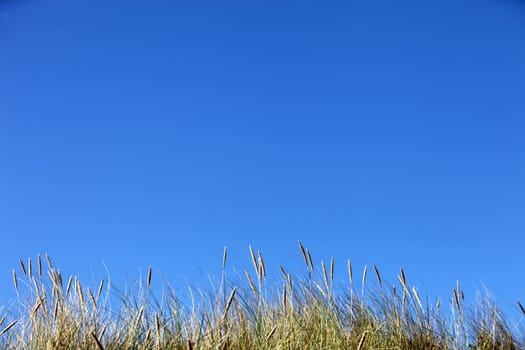 blue sky and green grasses