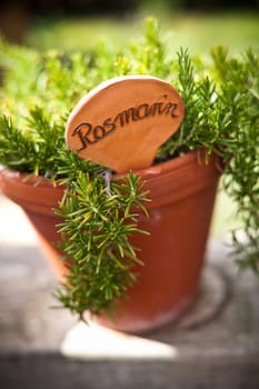 Rosemary