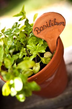 Basil