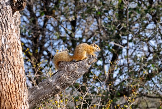 Bushsquirrel,Paraxerus cepapi