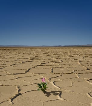 desert flower