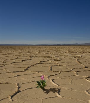 desert flower