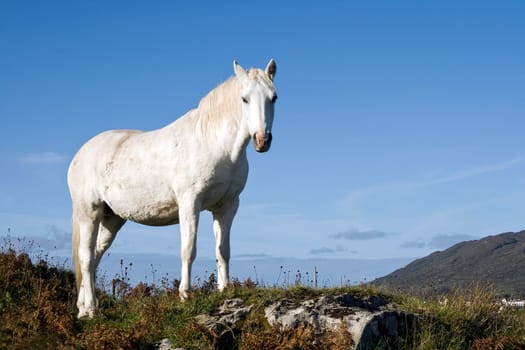 Connemara Pony,Ireland