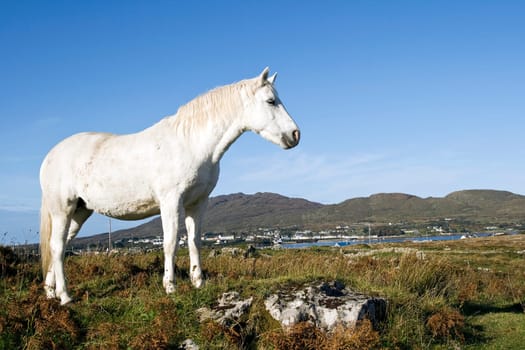 Connemara Pony,Ireland