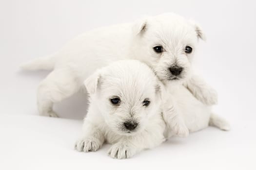 Playing puppies