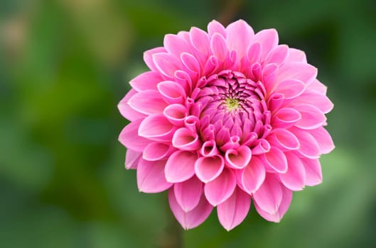 Pink Dahlia