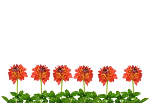 Flower picture