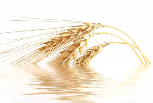 Ears of corn mirrored