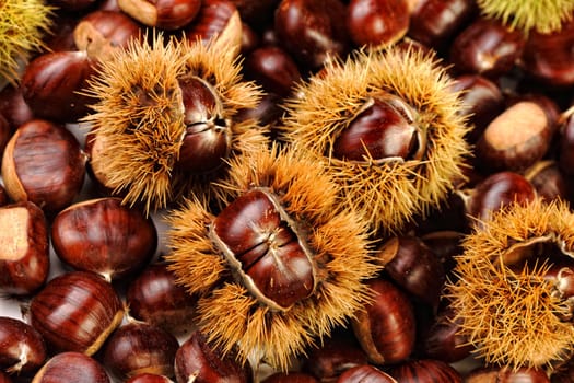 close up image on chestnuts, nature background
