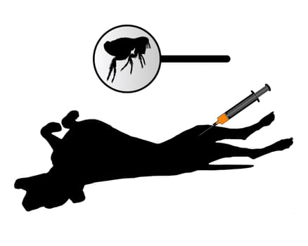 Dog gets vaccination against fleas