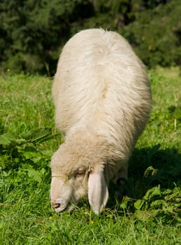 Grazing Sheep
