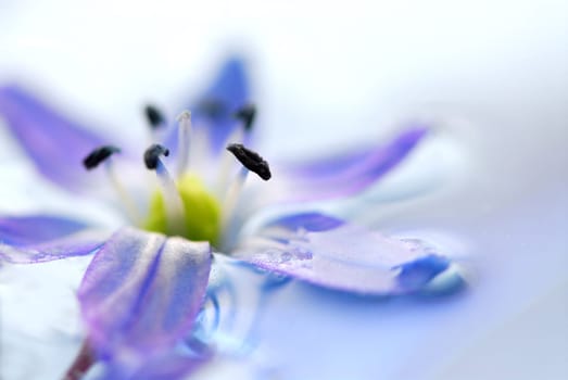 Floating flowers