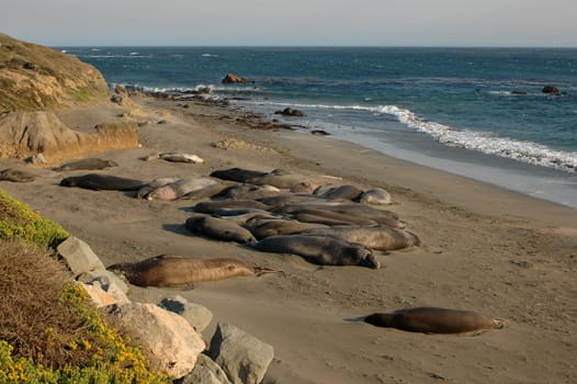 Elephant seals