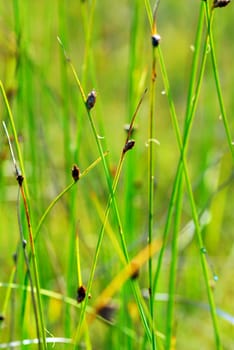Botanical background