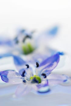 Floating flowers