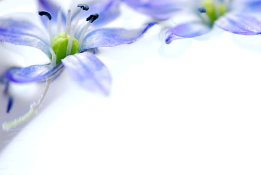 Floating flowers