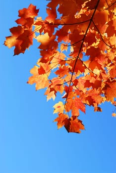 Fall maple leaves
