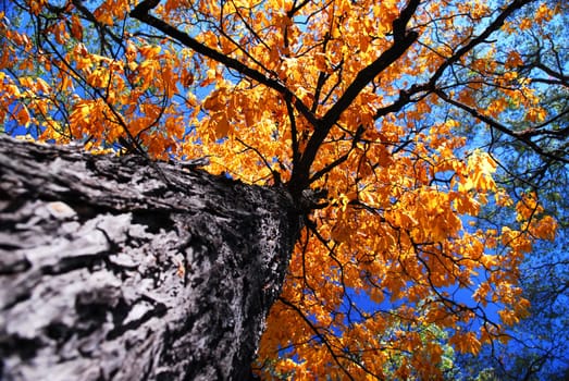 Old elm tree in the fall