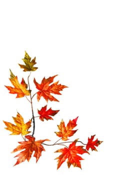 Autumn frame