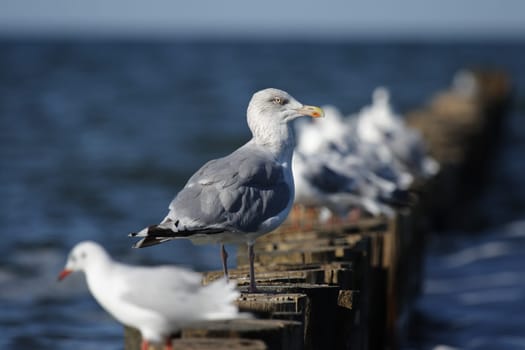 Black-headed gull (Larus argentatus) and black-headed gulls (Larus ridibundus) perch on the bushes.