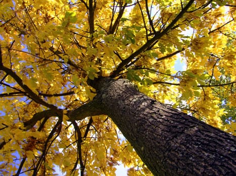 (Fall foliage) or (fall leaves) or (autumn leaves)